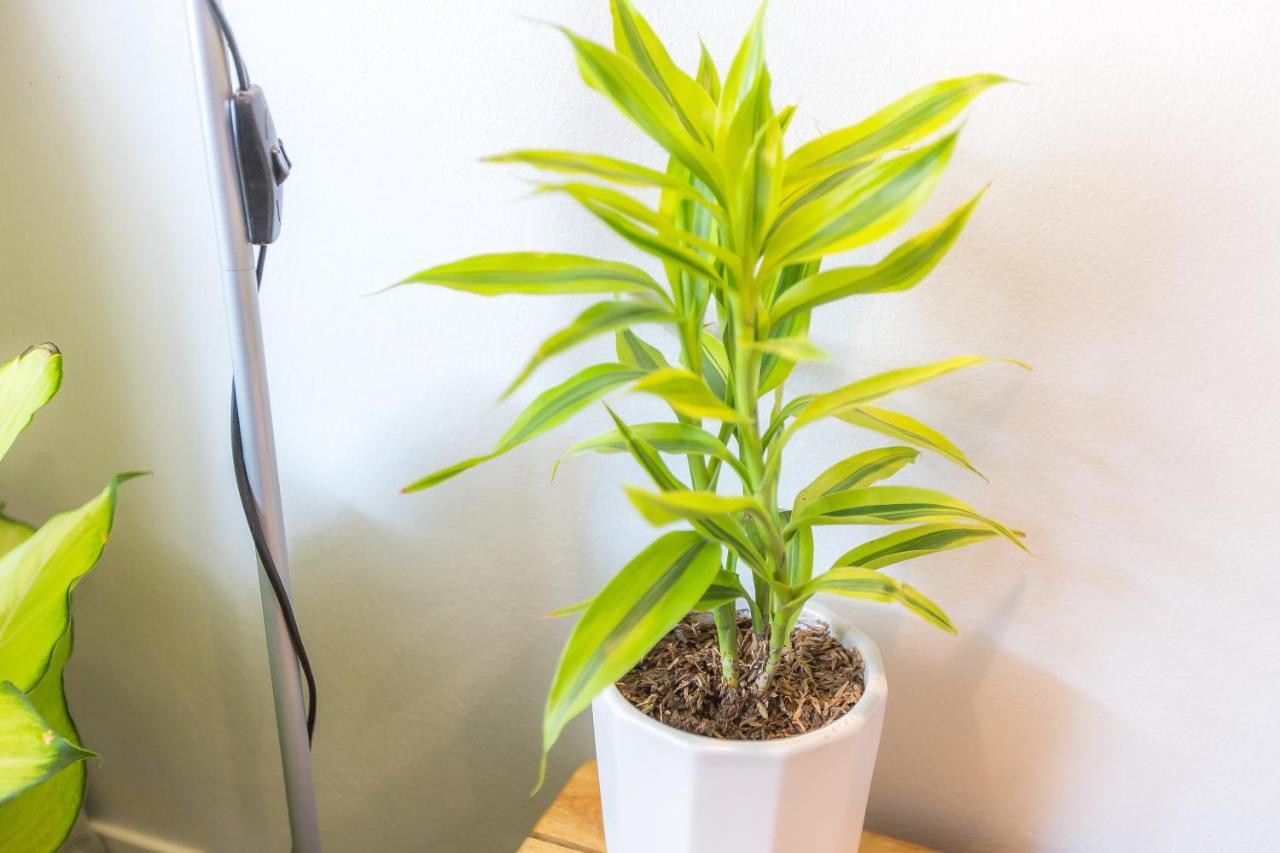 The Little Siri Hotel Chiang Mai Ngoại thất bức ảnh